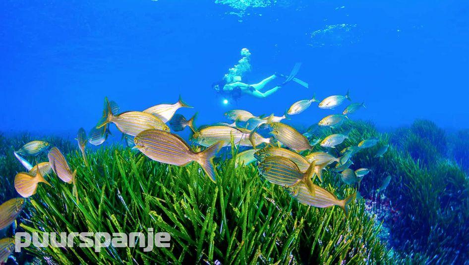 Divers Cabo de Palos